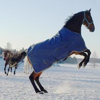 Vinterglada hästar