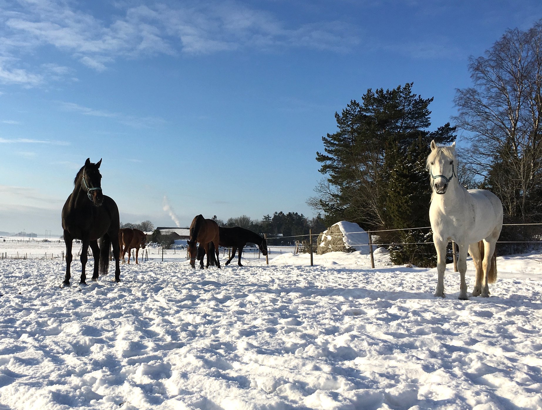 vinterglada hästar